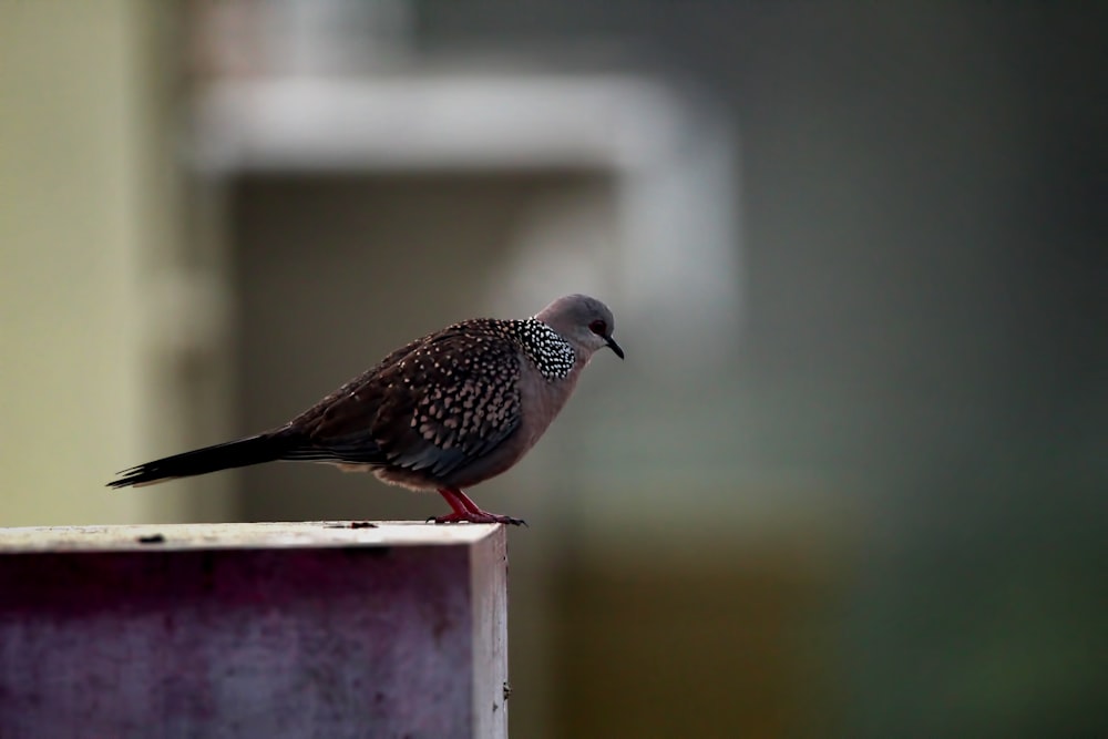 a small bird perched on top of a purple object