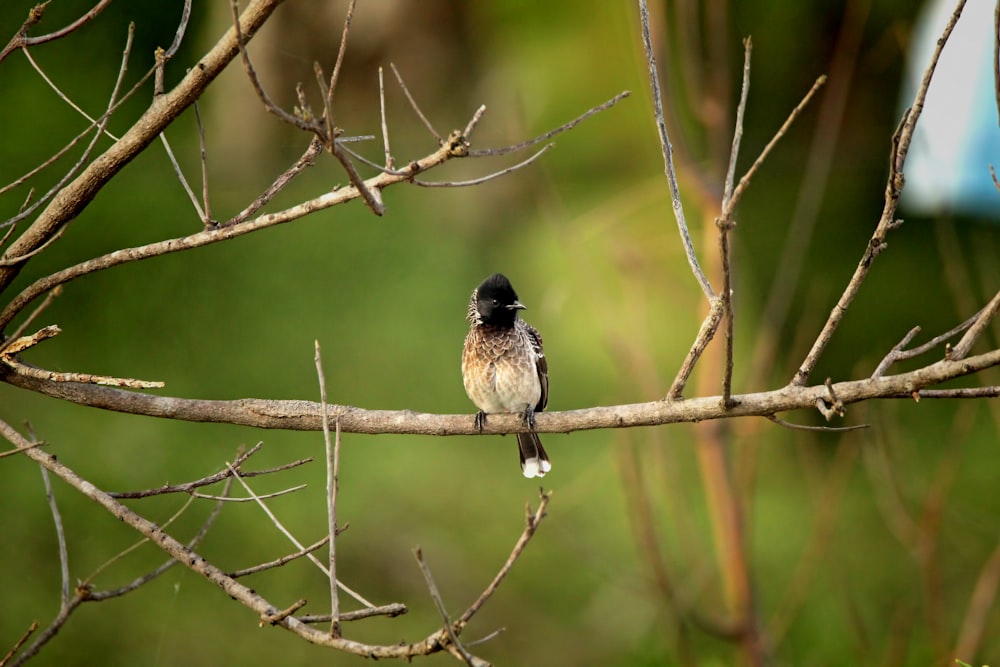 a small bird perched on a tree branch