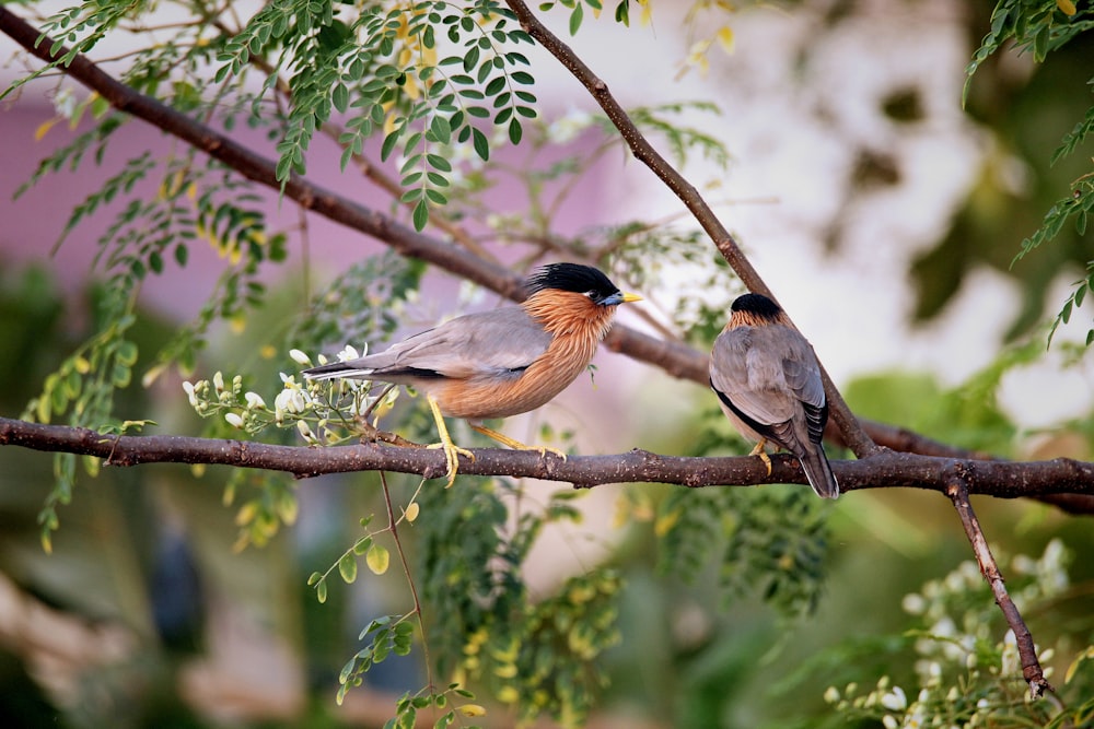 a couple of birds sitting on top of a tree branch