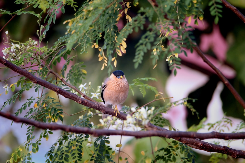 a small bird perched on a branch of a tree