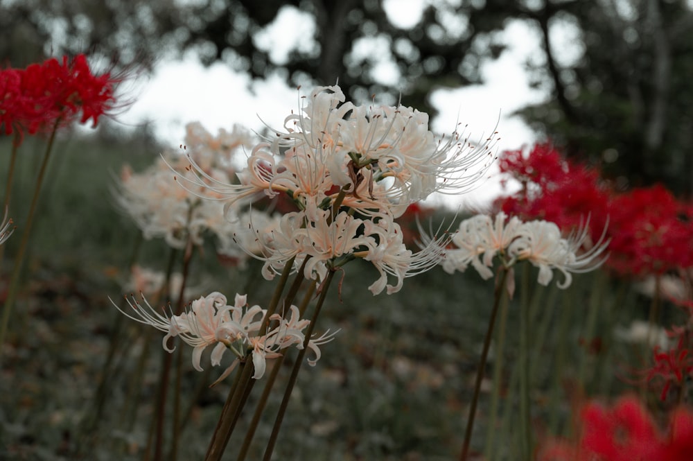 a bunch of white and red flowers in a field