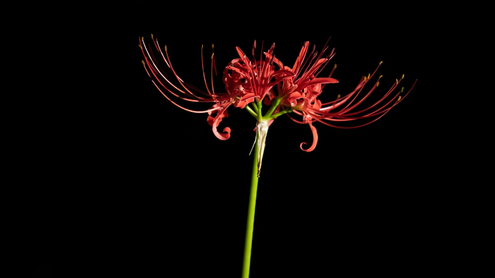 a close up of a flower on a black background