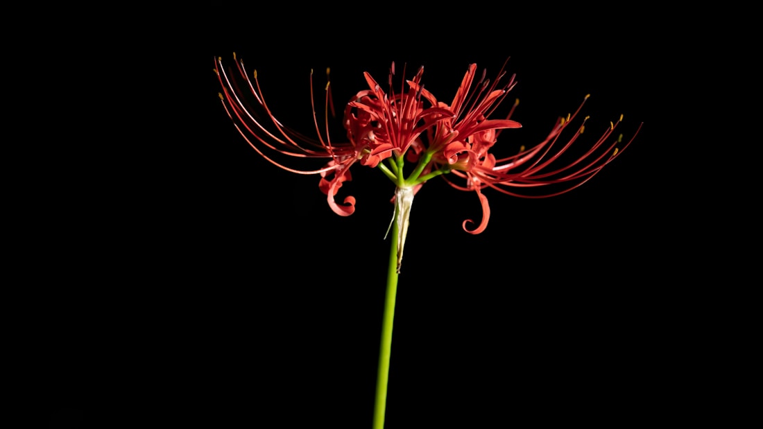 A vibrant red spider lily with long, delicate petals and thin stamen extending outward. The flower is set against a stark black background, highlighting its intricate structure and vivid color.