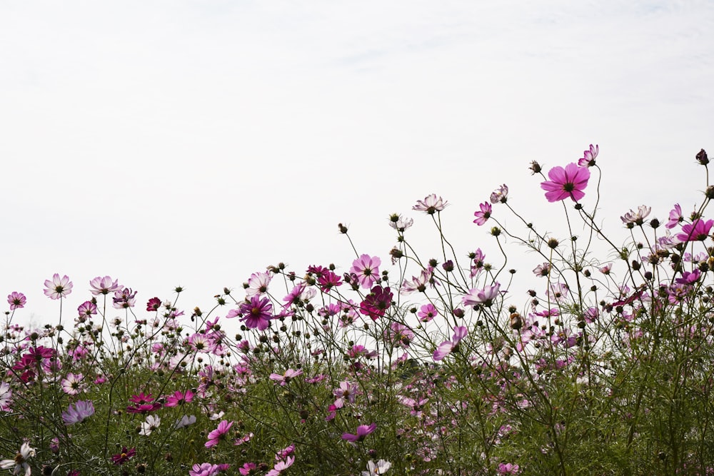 a field full of purple and white flowers