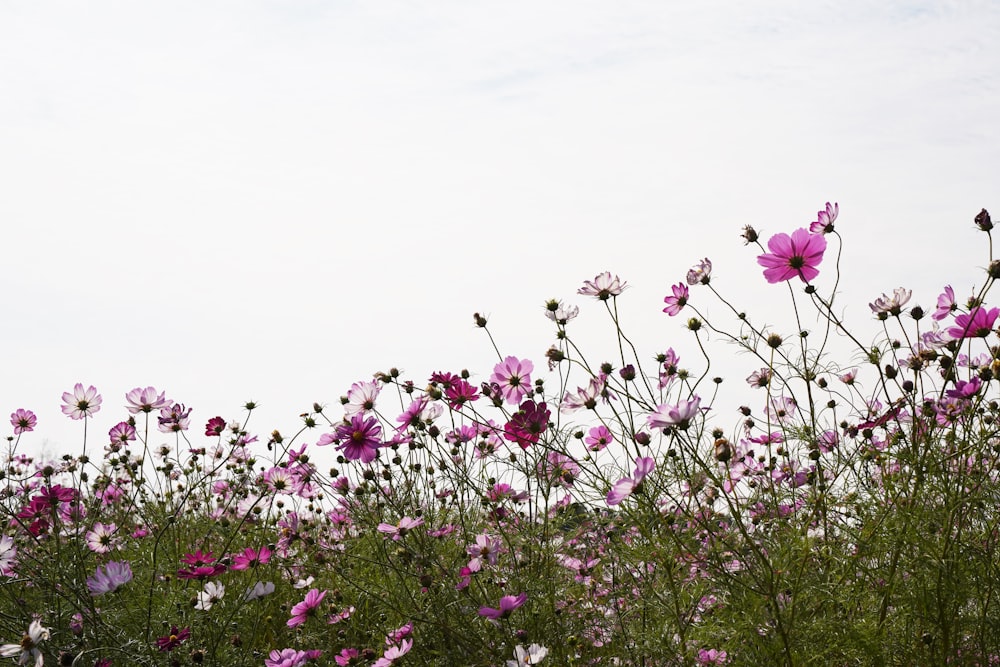 ein Feld voller lila und weißer Blumen