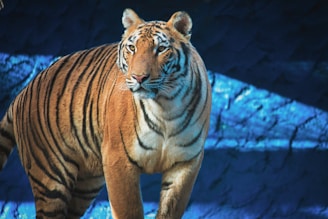 A majestic tiger with orange and black stripes stands in a dimly lit environment, likely within a zoo or wildlife sanctuary. The background features deep blue shadows and highlights, creating a contrast with the tiger's bright coloration.