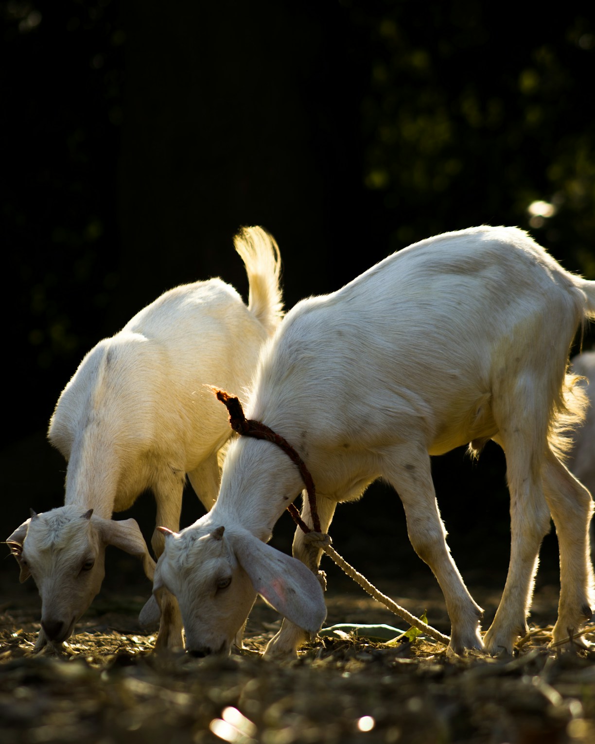 a couple of goats that are standing in the dirt