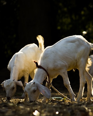 a couple of goats that are standing in the dirt