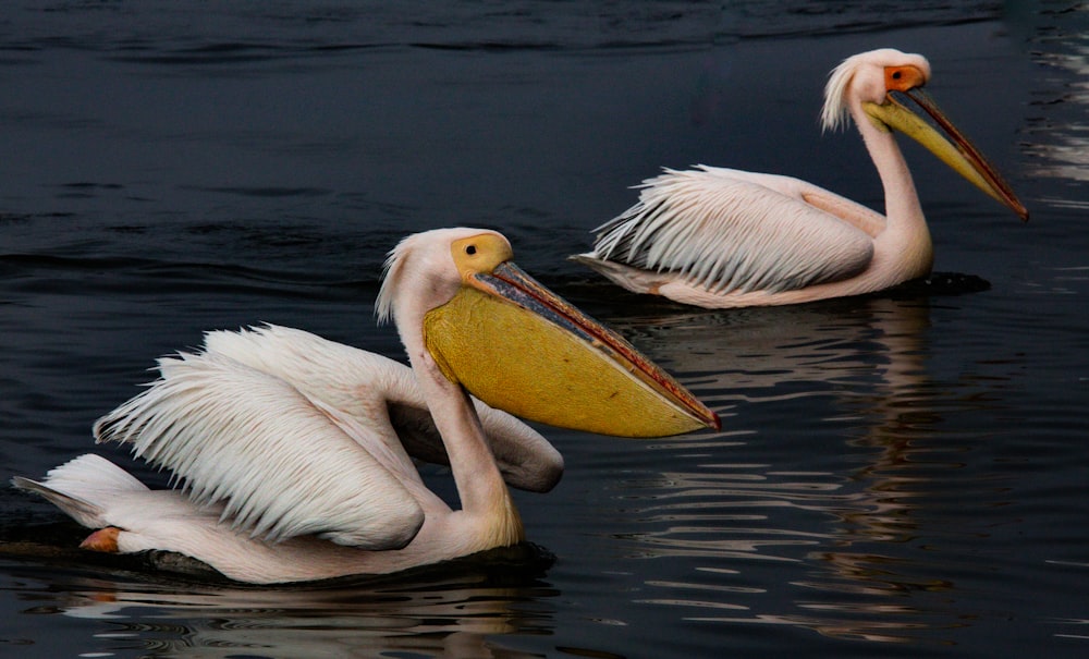 two pelicans are sitting in the water together
