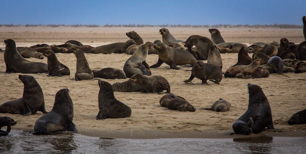 a large group of sea lions on the beach