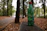 Close-up of a 30ml verdevita green propolis dropper bottle with a natural forest background.