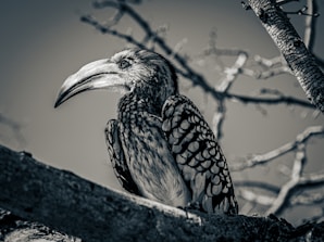 Close-up of a Himalayan monal perched on a rhododendron branch in the Kedarnath Wildlife Sanctuary.
