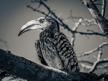 Close-up of a Himalayan monal perched on a rhododendron branch in the Kedarnath Wildlife Sanctuary.