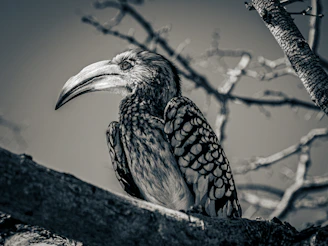 Srikanth photographing a vibrant Indian hornbill perched on a tree branch in a lush forest.