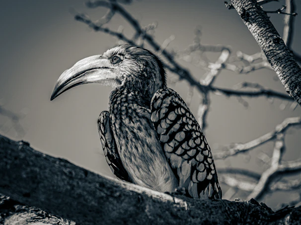 Srikanth photographing a vibrant Indian hornbill perched on a tree branch in a lush forest.
