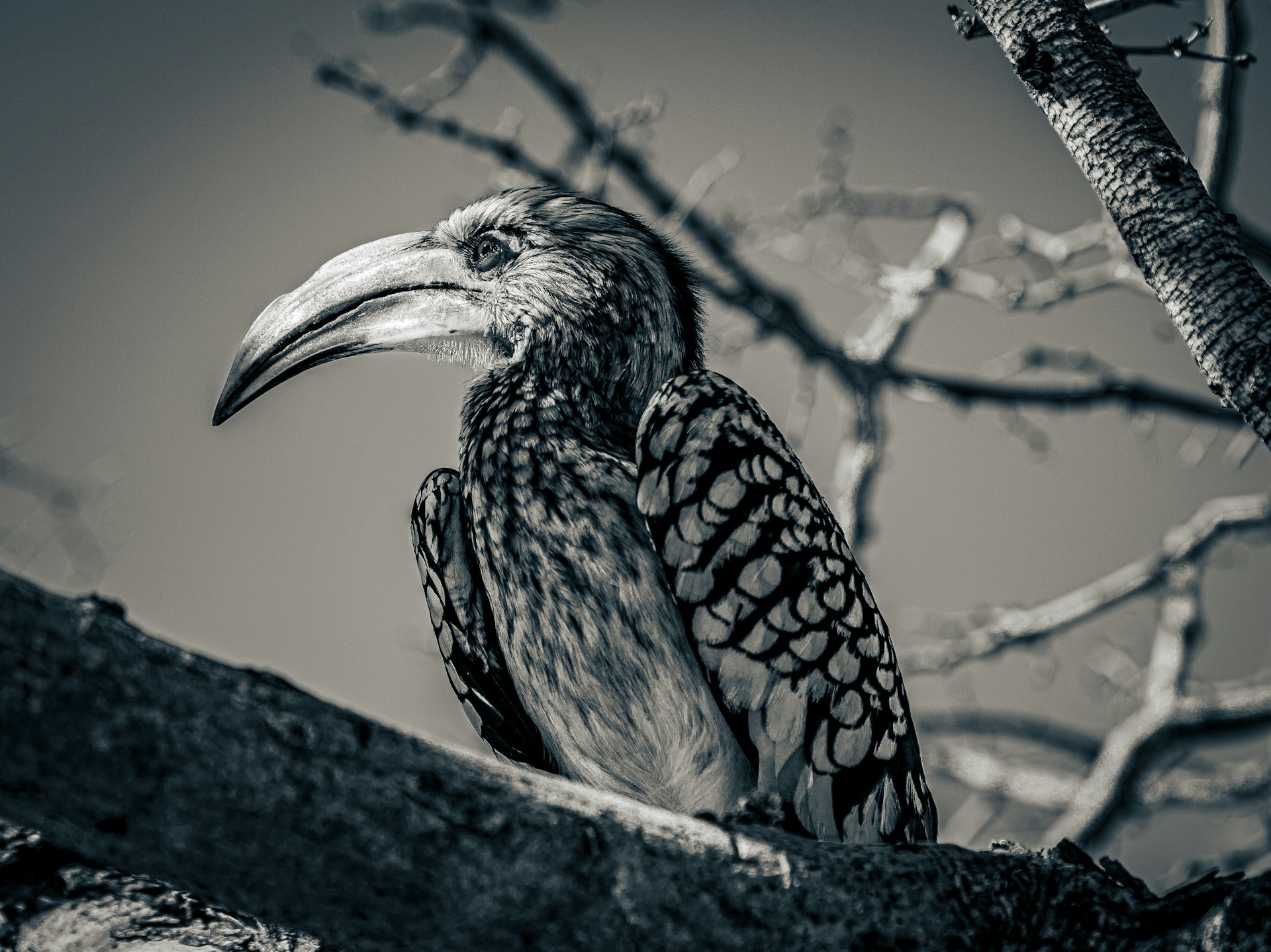 Close-up of a vibrant Himalayan monal perched on a rhododendron branch in the Kedarnath wildlife sanctuary.