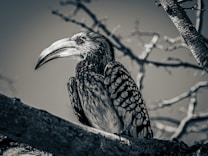A monochrome photograph of a hornbill perched on a tree branch. The bird's intricate feather patterns and prominent beak are clearly visible, with the branches creating a soft, blurred background.