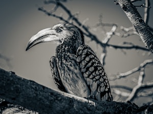 A monochrome photograph of a hornbill perched on a tree branch. The bird's intricate feather patterns and prominent beak are clearly visible, with the branches creating a soft, blurred background.