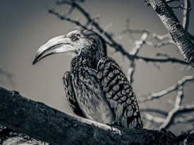 A monochrome photograph of a hornbill perched on a tree branch. The bird's intricate feather patterns and prominent beak are clearly visible, with the branches creating a soft, blurred background.