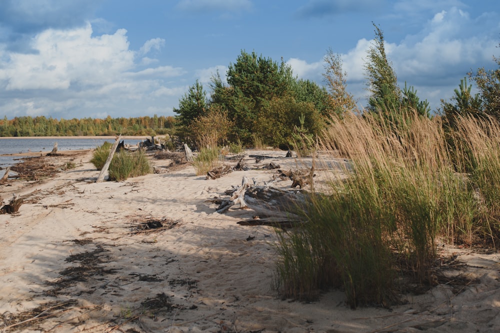 a sandy beach with grass and trees in the background