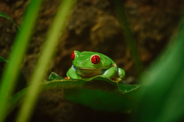 a green frog with red eyes sitting on a leaf