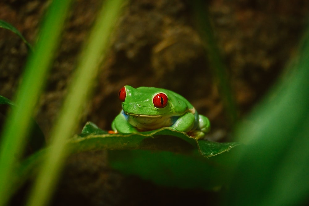 a green frog with red eyes sitting on a leaf