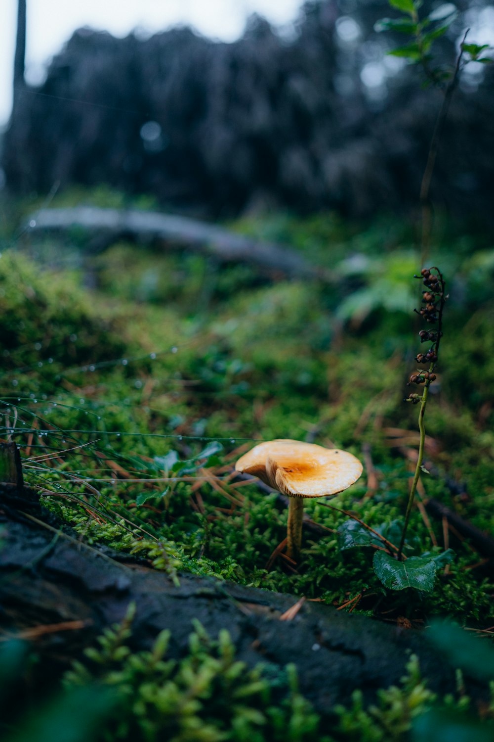a mushroom sitting on the ground in a forest
