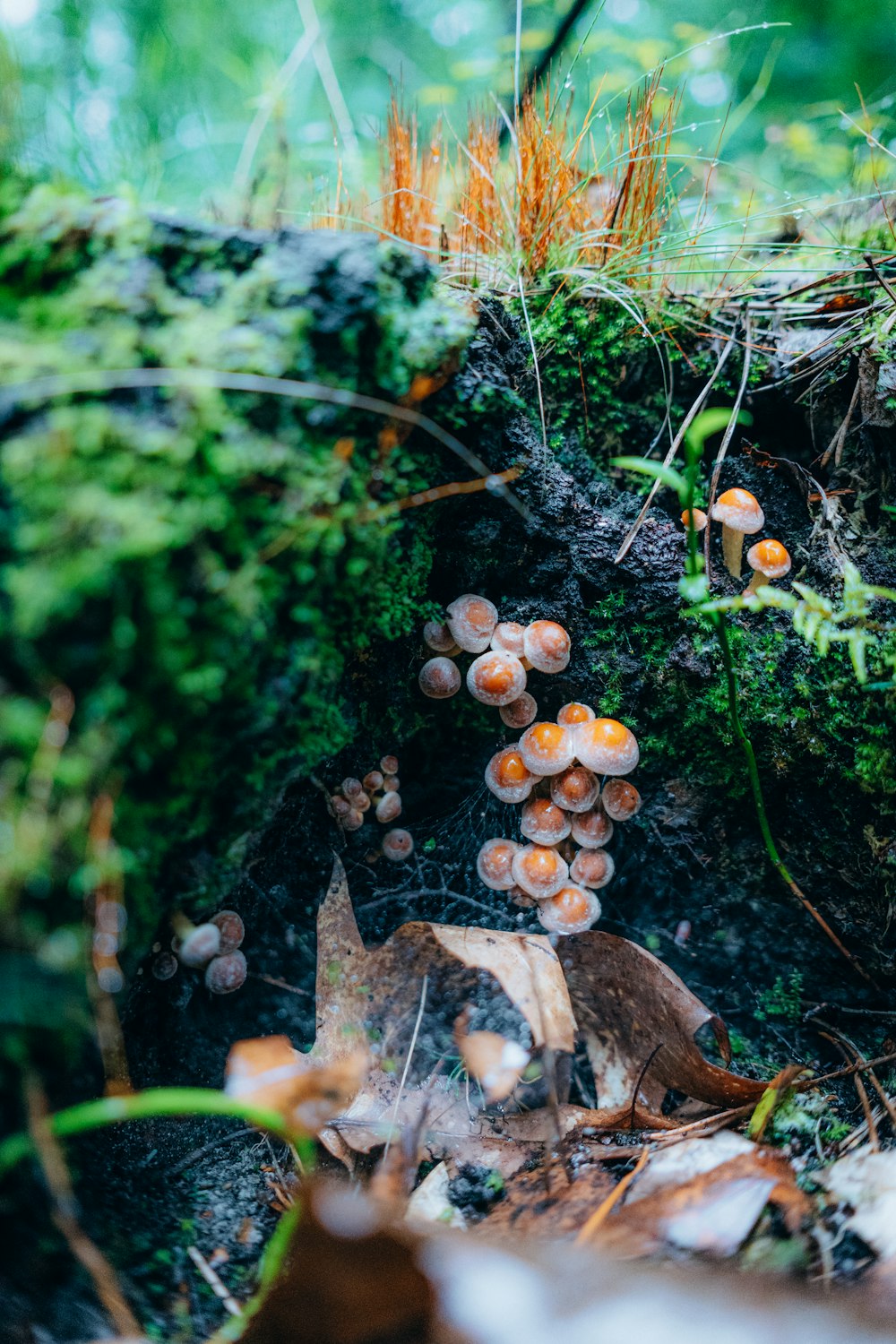 a group of mushrooms growing out of the ground