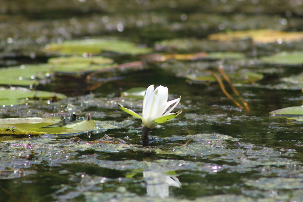 a white water lily floating on top of a pond