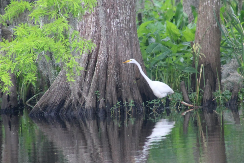 a white bird standing in the water next to a tree