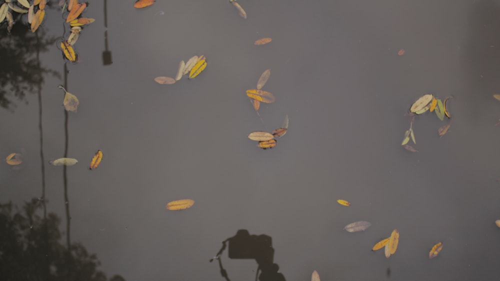a body of water with leaves floating on it