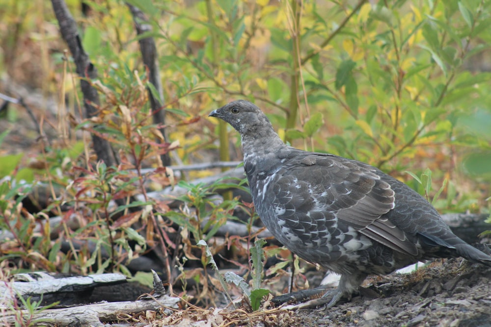 a bird is standing on the ground in the grass