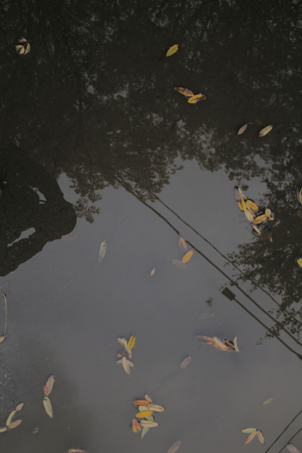 leaves floating on the surface of a body of water