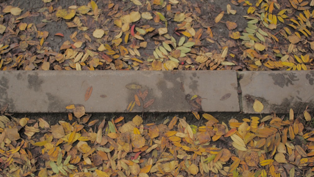 a concrete bench surrounded by leaves on the ground