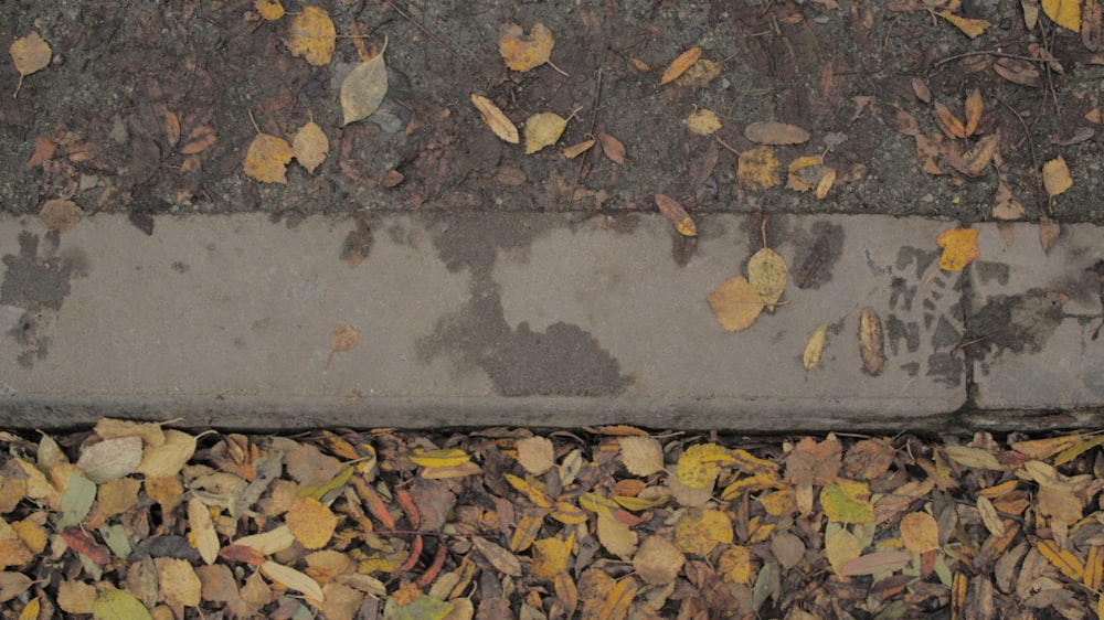 a close up of leaves on the ground next to a curb