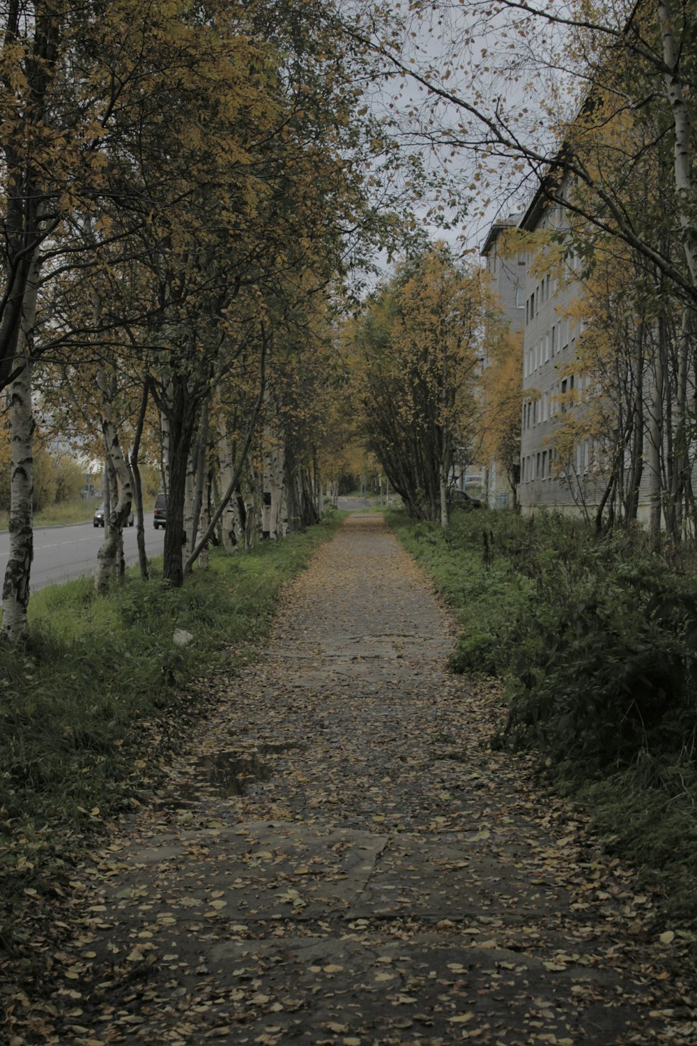 a tree lined street with a building in the background