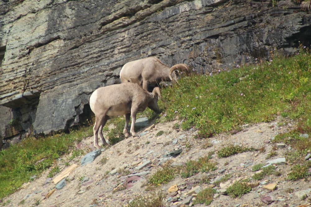 a couple of rams standing on top of a grass covered hillside