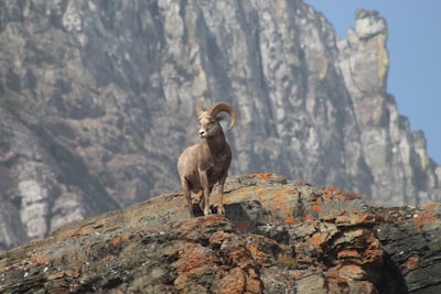 a ram standing on top of a rocky mountain