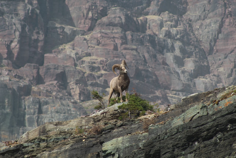 a ram standing on top of a rocky cliff