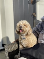 A fluffy, light-colored dog is sitting contentedly on a wicker chair, with its tongue out and eyes slightly closed, suggesting relaxation. The dog wears a bone-shaped tag and leans against a person wearing a cozy, grey fleece. Sunlight creates soft shadows, adding warmth to the scene.