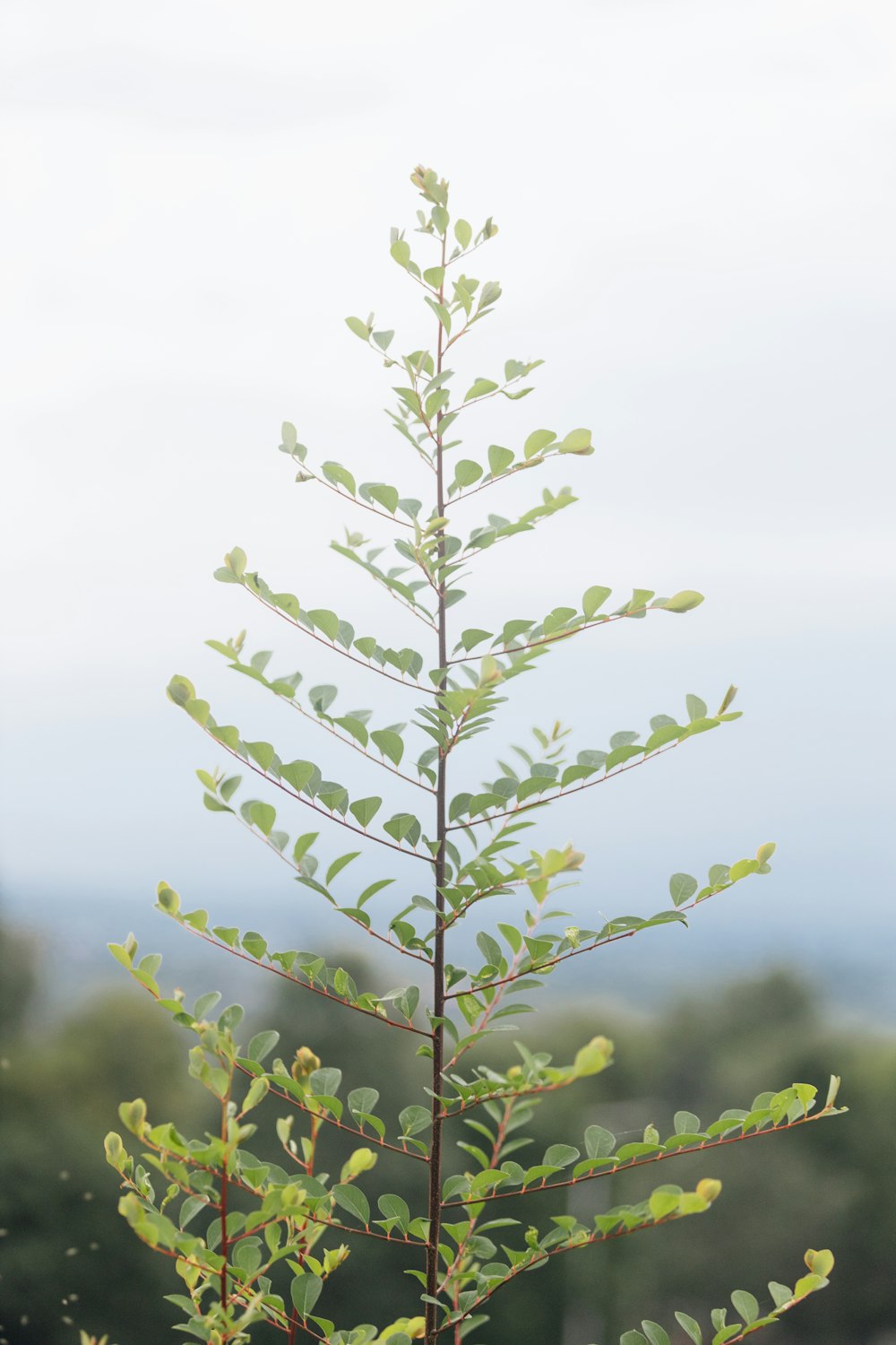 a plant with green leaves in front of a blue sky