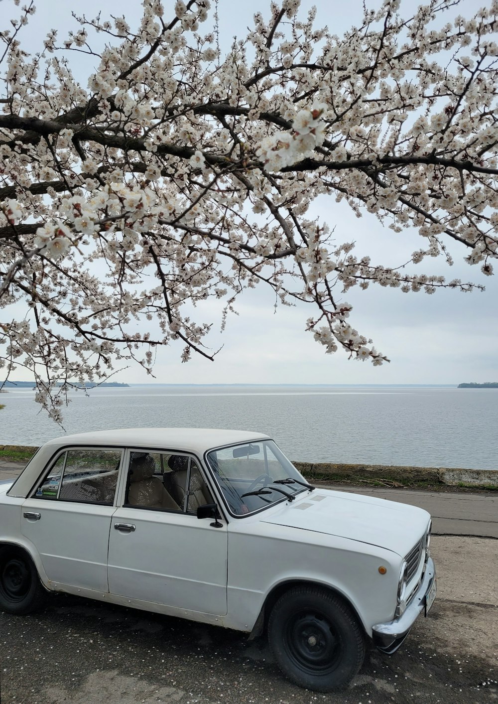 une voiture blanche garée à côté d’un arbre avec des fleurs blanches