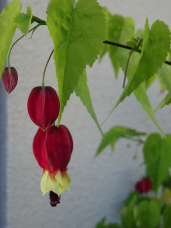 A close-up of a plant with bright red, bell-shaped flowers and light green leaves. The flowers feature a yellow portion at the bottom, adding contrast to the otherwise vibrant red petals. The background is a neutral gray, enhancing the vivid colors of the plant.