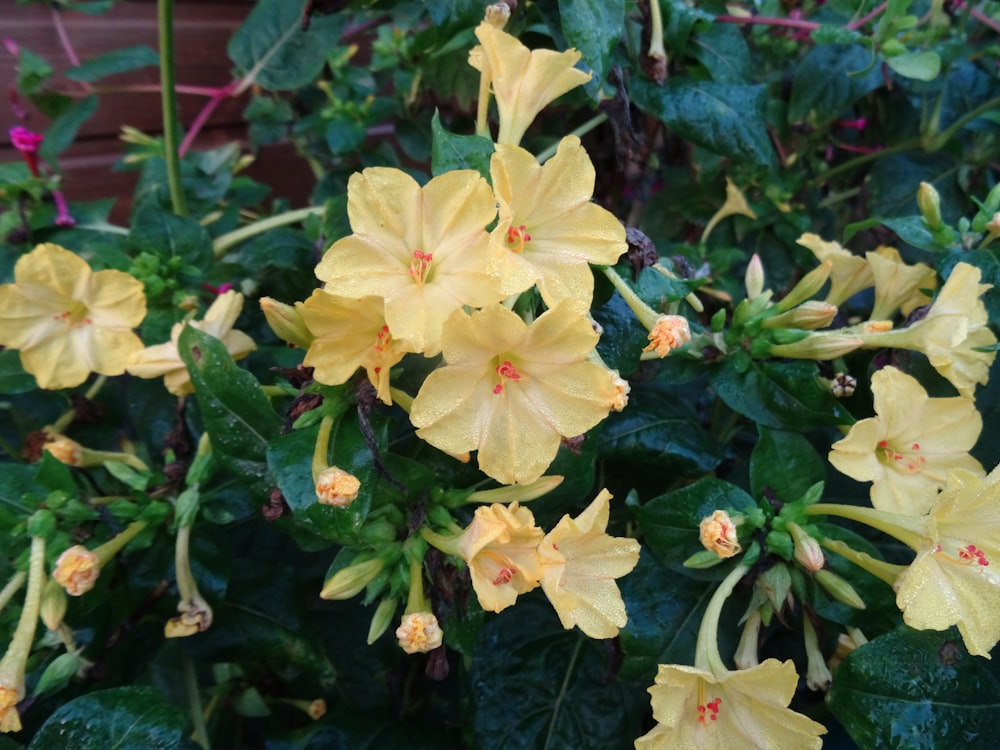 a bush of yellow flowers with green leaves