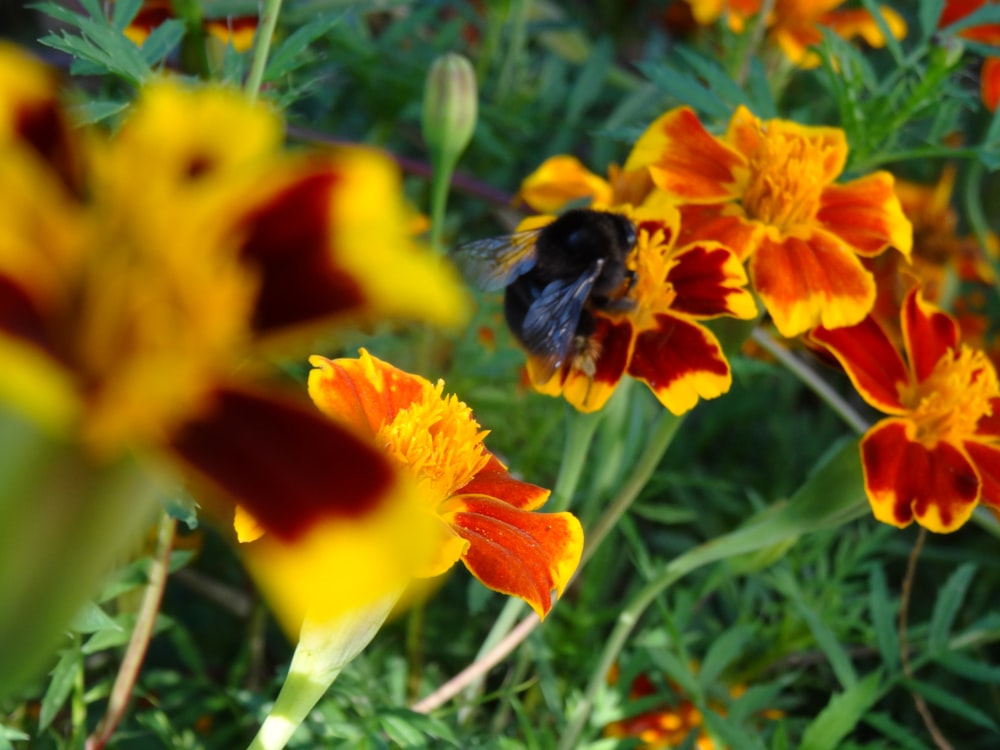 a bee sitting on a flower in a field