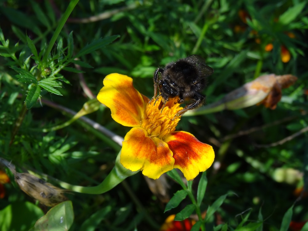 a bee is sitting on a flower in the grass