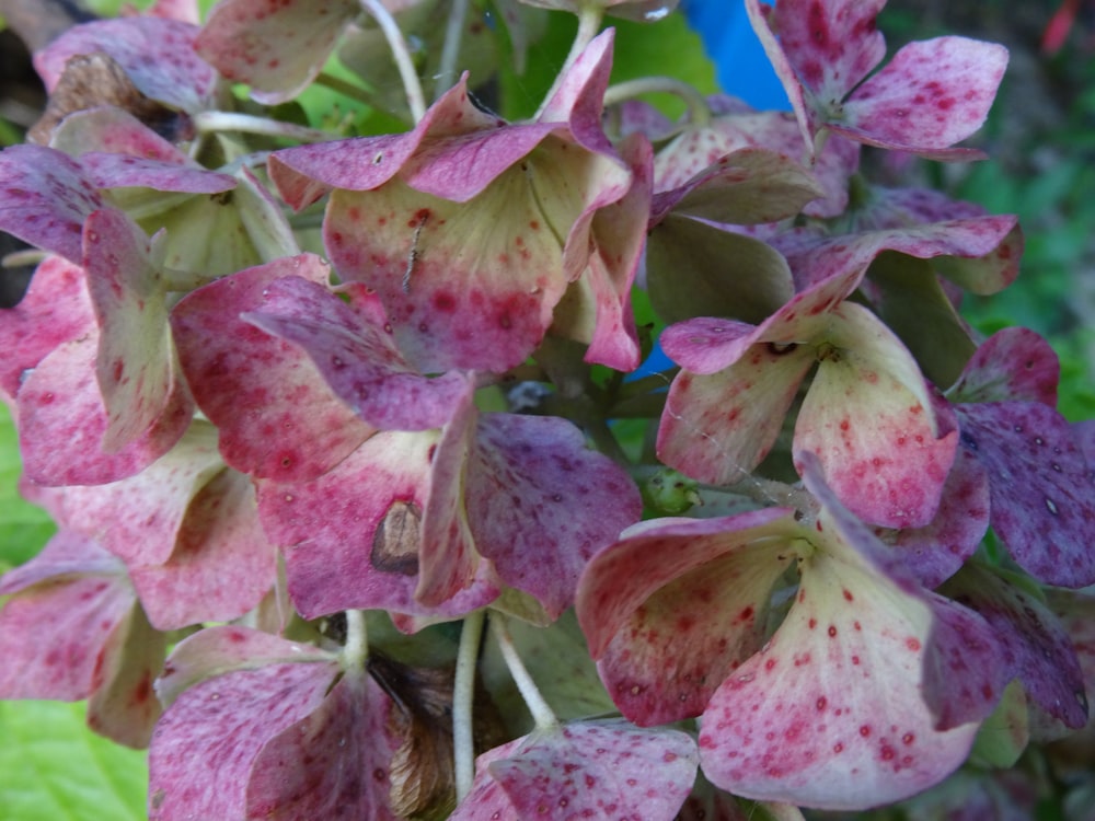 a close up of a pink and white flower