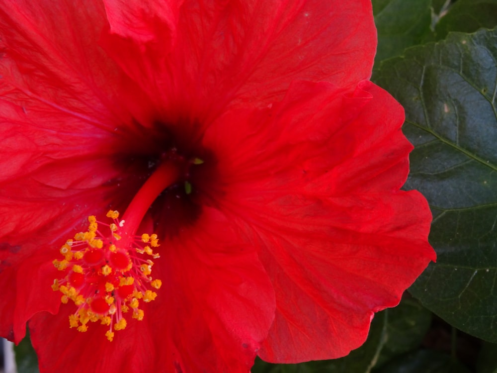 a close up of a red flower with green leaves