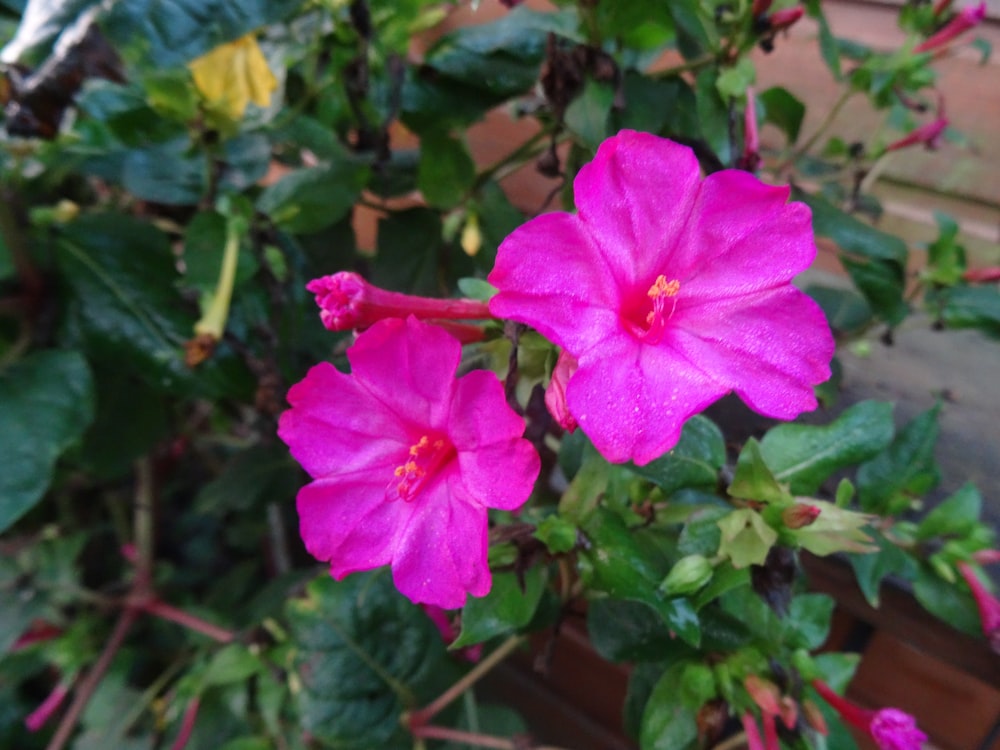 a pink flower with green leaves in the background