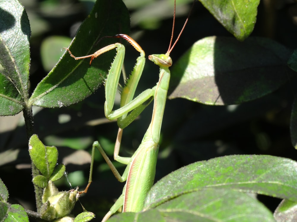 a close up of a praying mantissa on a leaf